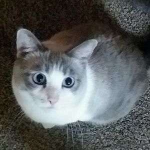 Meet your Posher, Sam